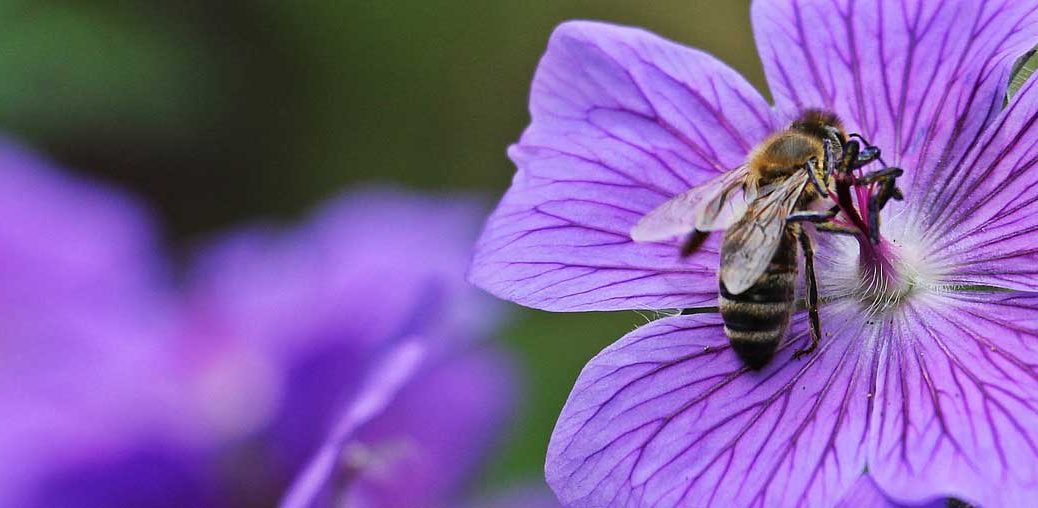 The Importance Of Bees Pollination